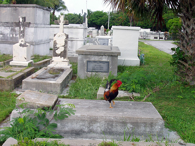 Why did the Chicken Cross The Grave