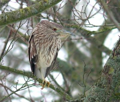 Nathejre (Nycticorax nycticorax)