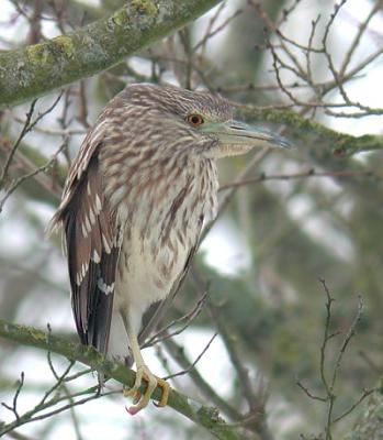 Nathejre (Nycticorax nycticorax)