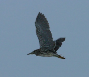 Nathejre (Nycticorax nycticorax)