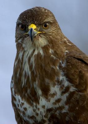 Wild Common Buzzard