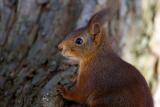 Red Squirrel