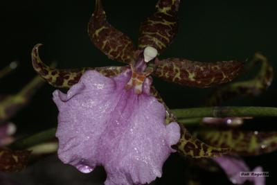 Orchid.jpg