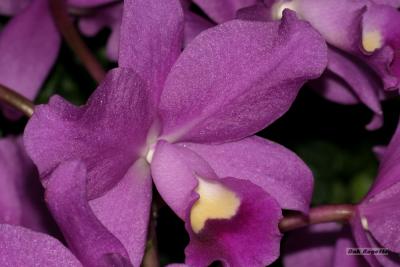 Orchid2.jpg