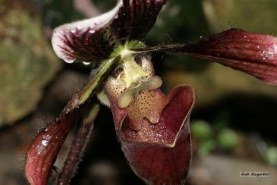 Orchid3.jpg