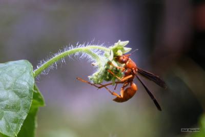 Wasp_on_gourd_flwr.jpg
