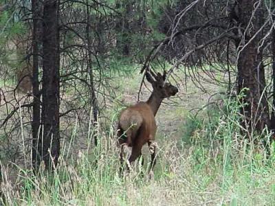 elk in the woodsFlagstaff Arizona