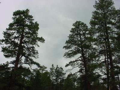 Mormon Lake sky