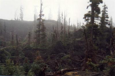 Fog over lava bed at old McKenzie Hwy