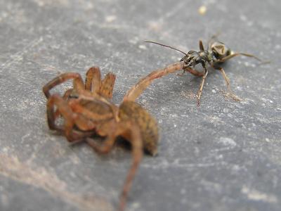 Ant vs Spider Robert H