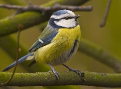 Blue Tit