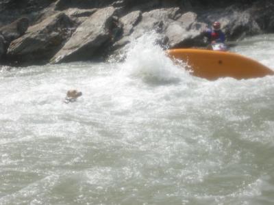 cane a bagno