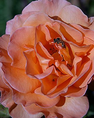 July  Rose 2