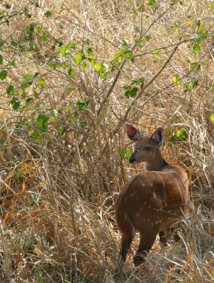 Sitatunga