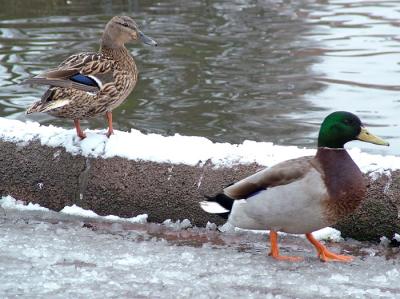 why do ducks always seem happy !!??