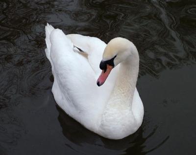 Graceful swan