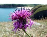 flora at Barafundle Bay