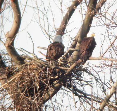 Bald Eagle pair on nest