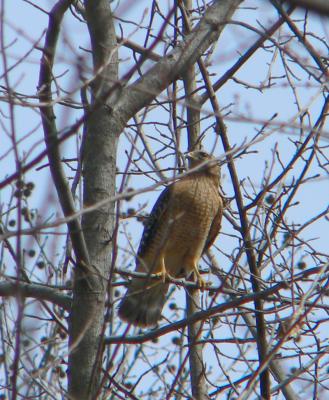 Red-shouldered Hawk