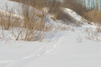 Tracks along the river bank