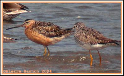 Bcassin  long bec adulte (ad. Long-billed Dowitcher)