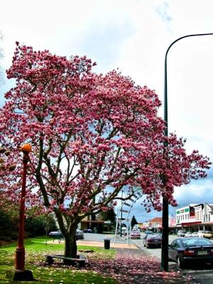 magnolia.jpg