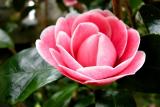 pink flower