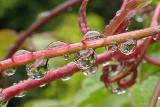 Rain on a Branch