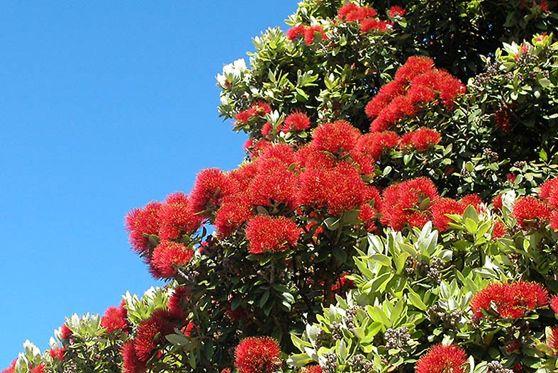 1 Jan. 2004 - Summer picture - the Pohutakawa in flower