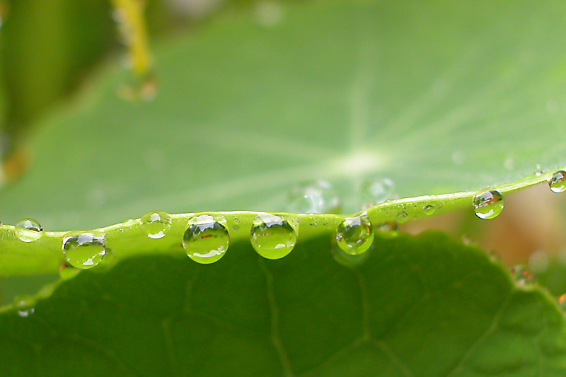 Rain drop on leaf