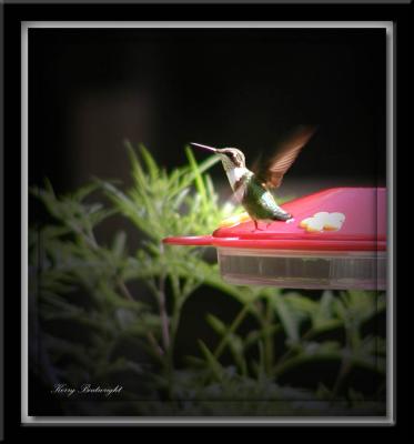 Take off from feeder