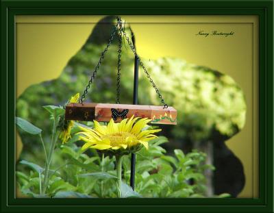 Sunflower by bird feeder