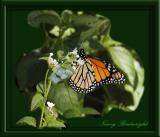 One of the Monarchs that I raised in 2004