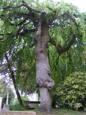Old Tree