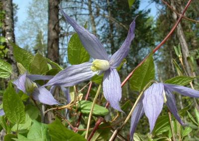 u38/pinicola/medium/24730386.BlueClematisColumbia_straightened.jpg
