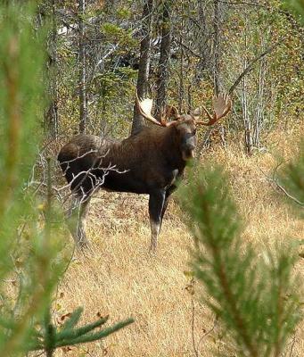 Moose near Webber Lake