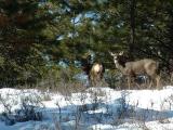 Mule deer, Garnet Valley