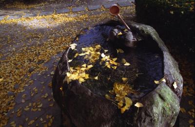 Ginkgo Leaves