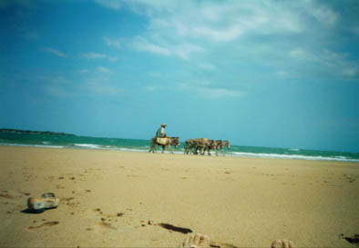u38/placesandseasons/upload/34878552.Lamu4.jpg