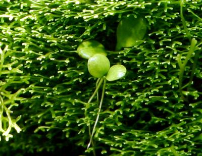 7th week - Glossostigam leaf in Riccia dwarf