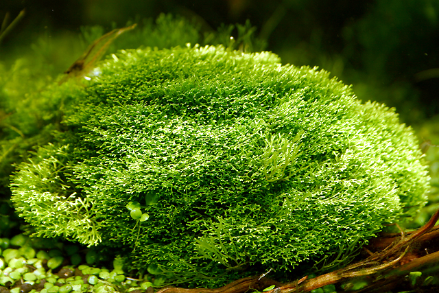7th week - Riccia dwarf