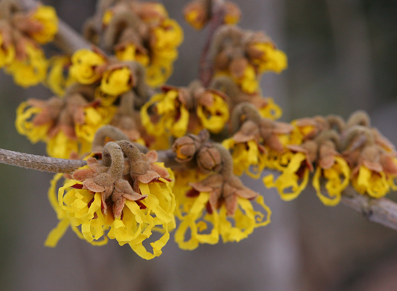 Witch Hazel