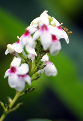Ants like it sweet