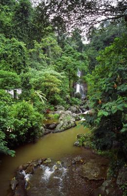 Rain Forest at Gitgit