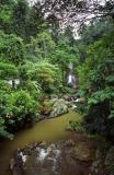 Rain Forest at Gitgit