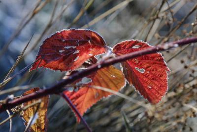 leaves