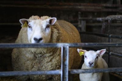 sheep