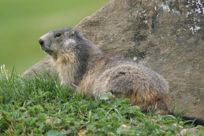 marmotte on the rock