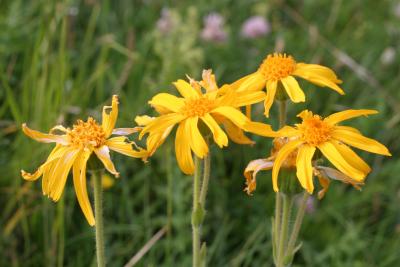 arnica  montana