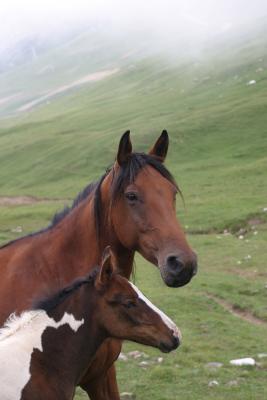 horse : mother and son portraits